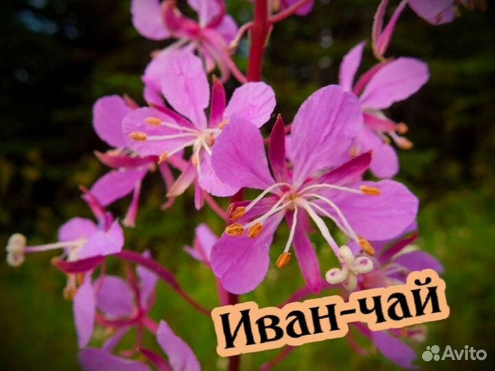 Килограмм иван-чая, качество, лето 2023