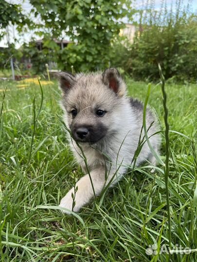 Кеесхонд вольфшпиц