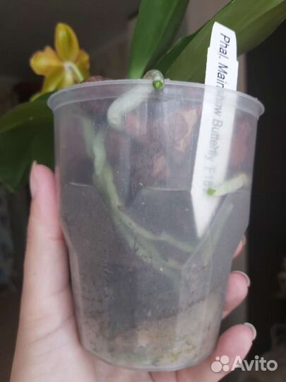 Орхидея фаленопсис бабочка