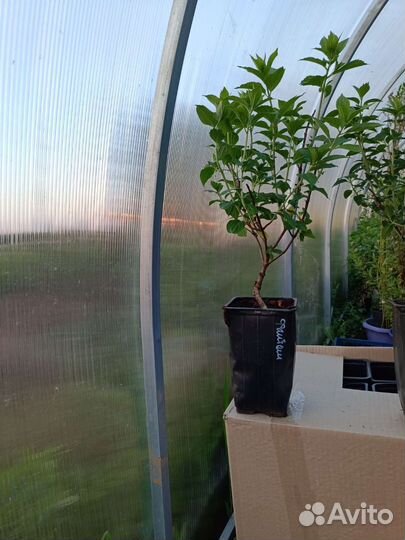 Гортензия метельчатая