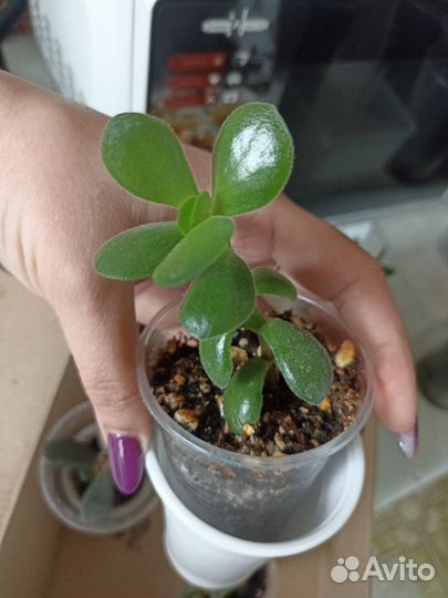 Комнатные цветы