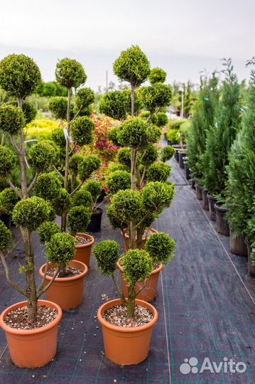 Помощник по хозяйству работа вахтой