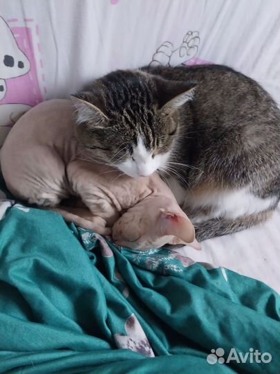 Сибирская кошка