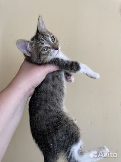 Отдам бесплатно животные