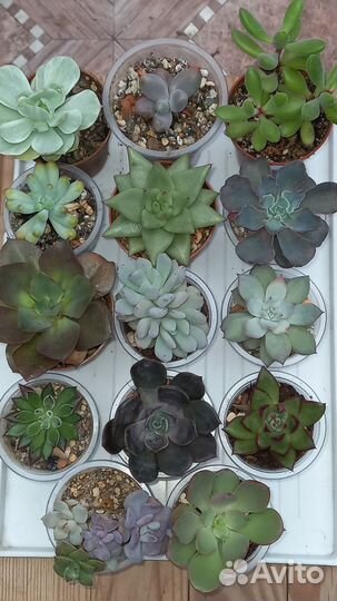 Суккуленты