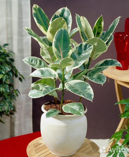 Фикус тинеке