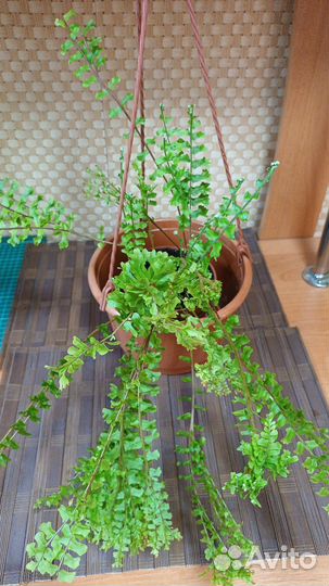 Папоротники, сингониум, эпипремнум, филодендрон