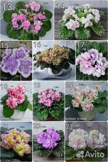 Сортовые фиалки