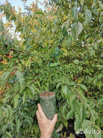 Саженцы кизила