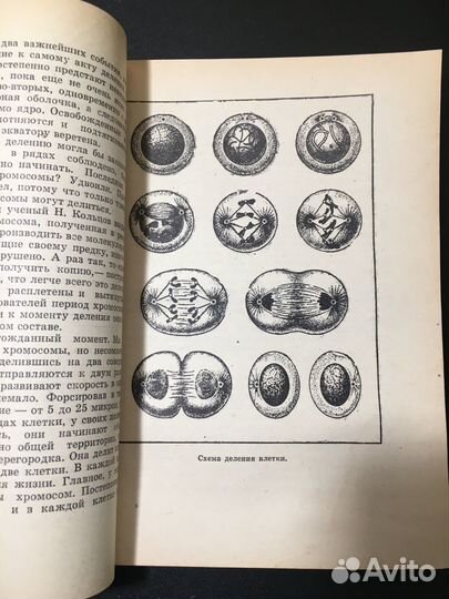Тайнопись жизни, Азерников, 1973 генетика