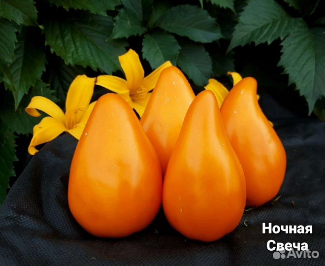 Оранжевые томаты. Семена