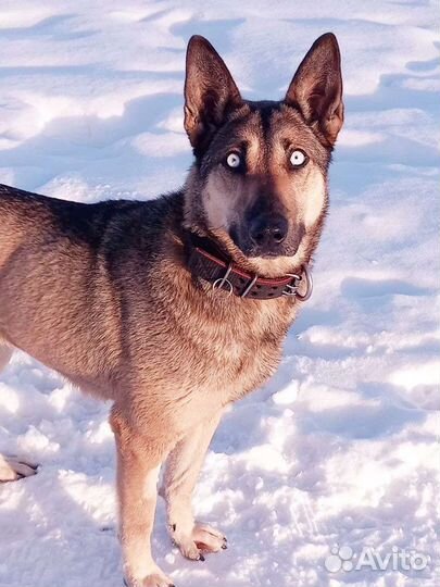 Метис хаски