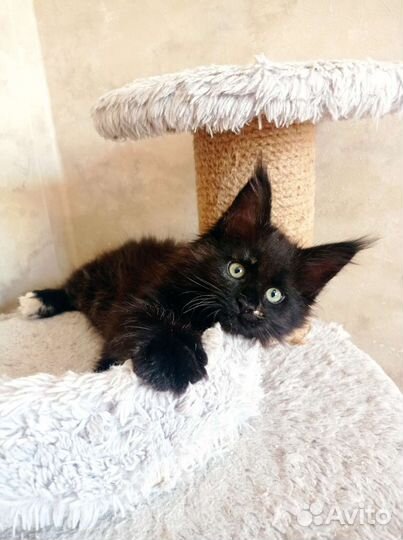 Котята мейн-кун с документами