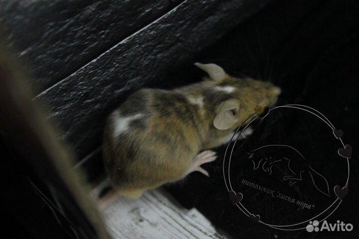 Декоративные мышата