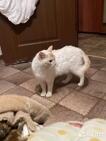 Кошка