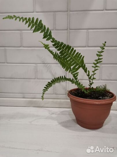 Папоротник комнатный