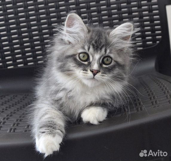 Сибирская, чистокровная кошечка