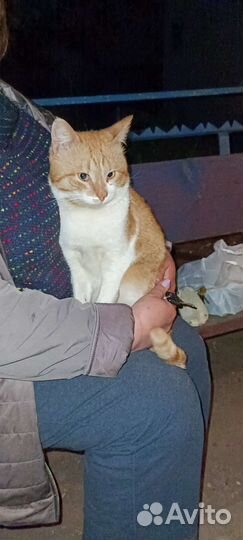 Кот Пряник в поиске дома