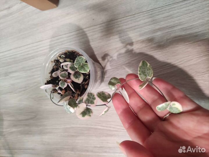 Церопегия Вуда вариегатная