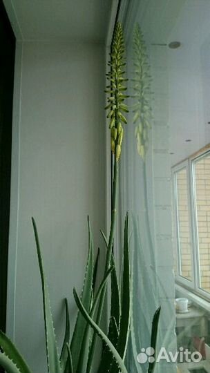 Лечебный алоэ вера