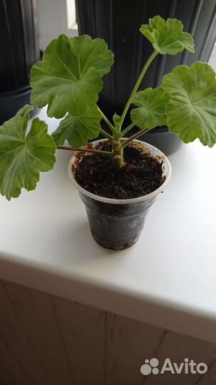 Черенок пеларгонии