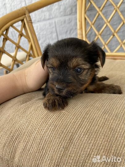 Йоркширский терьер