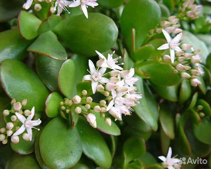 Толстянка (денежное дерево) яйцевидная цветущая