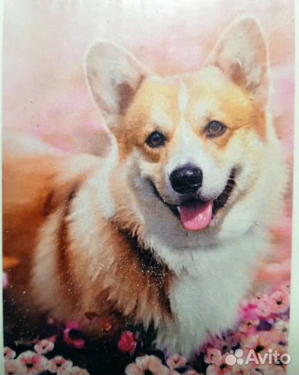 Алмазная мозаика на подрамнике 30*40 Корги