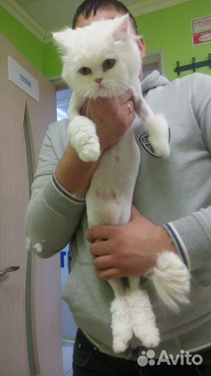 Стрижка кошек и собак. Выезд на дом