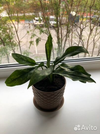 Аглаонема в пластиковом горшке