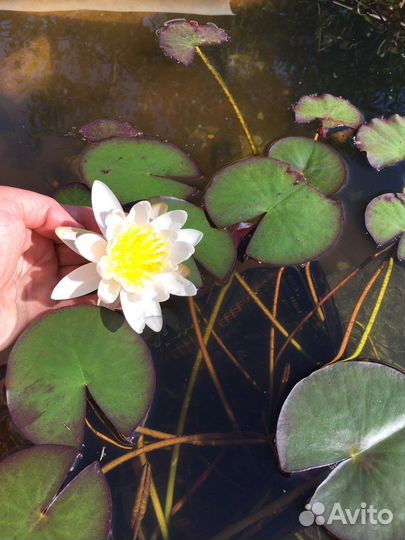 Кувшинки для пруда