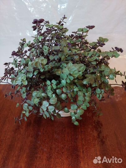 Каллизия Аглаонема Традесканция