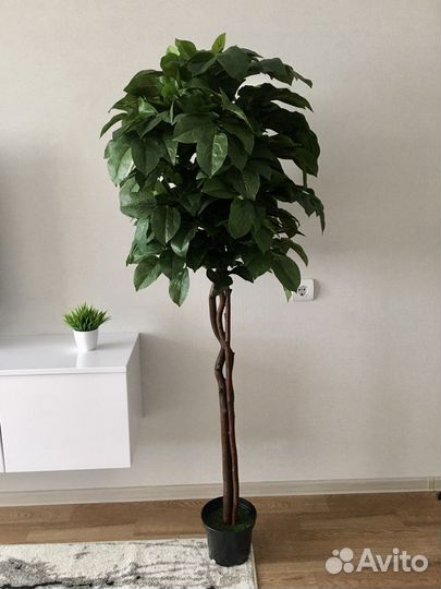 Искусственное дерево Фикус