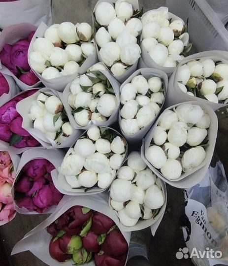 Букет цветов пионы цветы пион