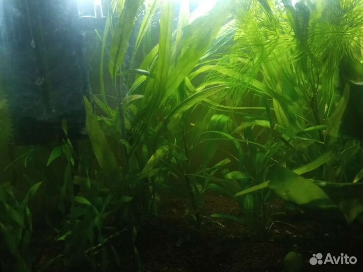 Аквариумные растения криптокорина и гигрофила