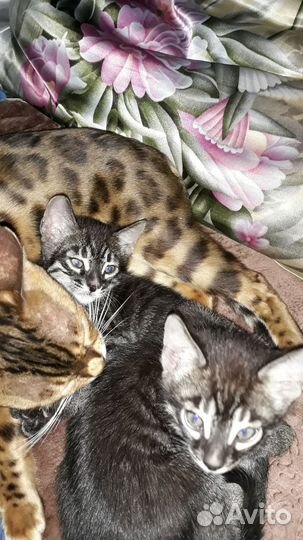 Бенгальская