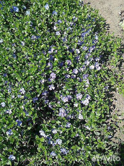 Многолетники