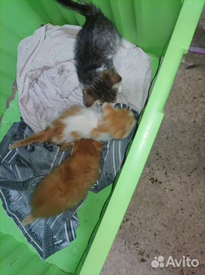Котята в добрые руки