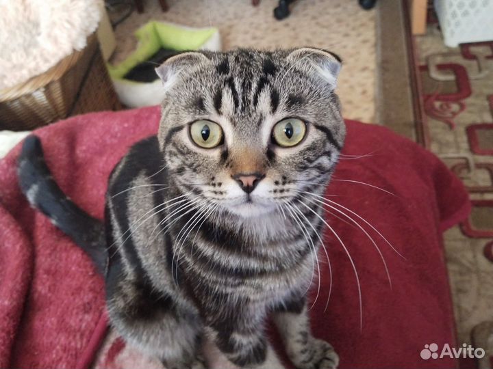 Шотландские прямоухие котята