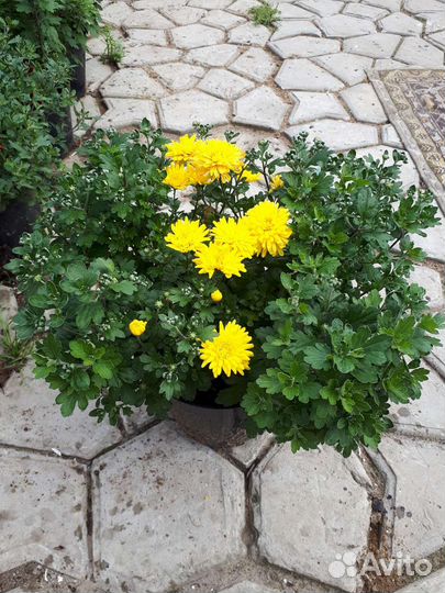 Хризантемы мультифлора