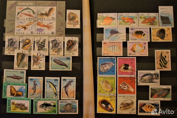 Морская фауна