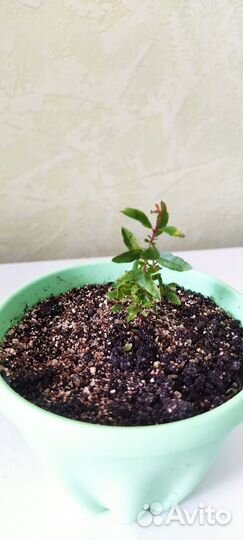 Саженец граната