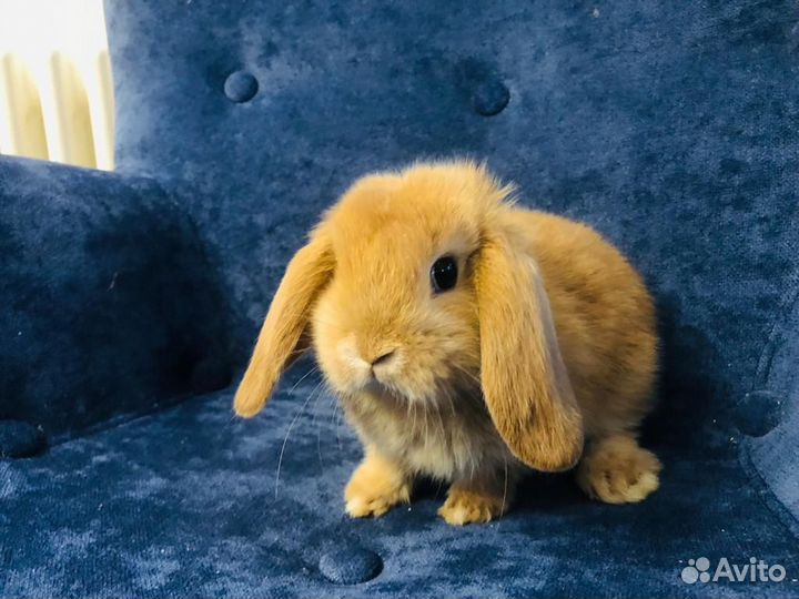 Кролики малыши декоративные