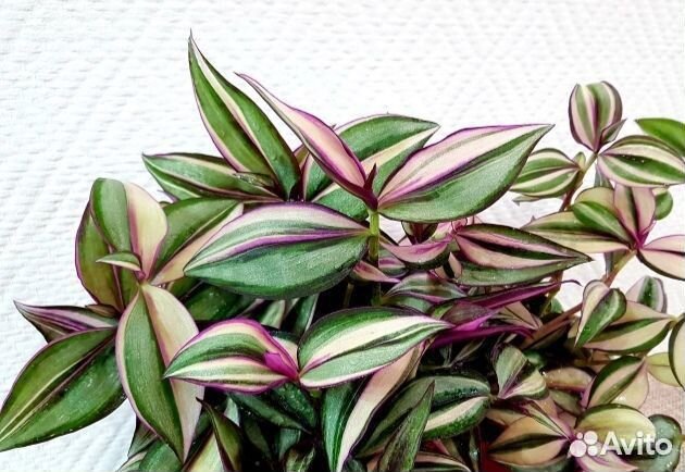 Tradescantia Quadricolor (Традесканция)
