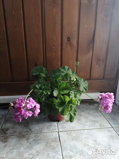 Герань пеларгония