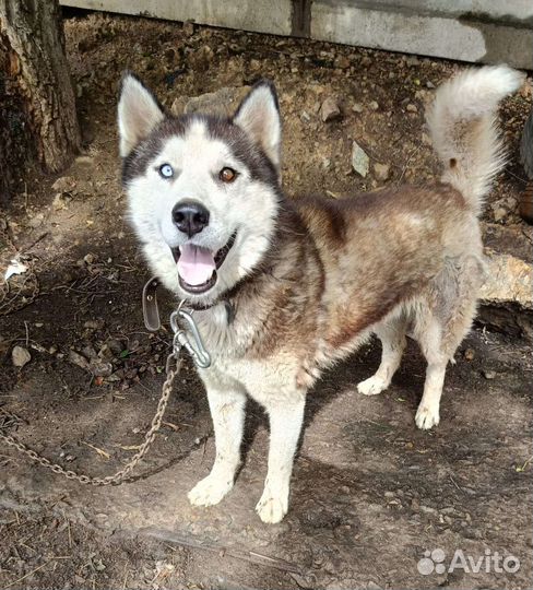 Хаски,3 года,мальчик