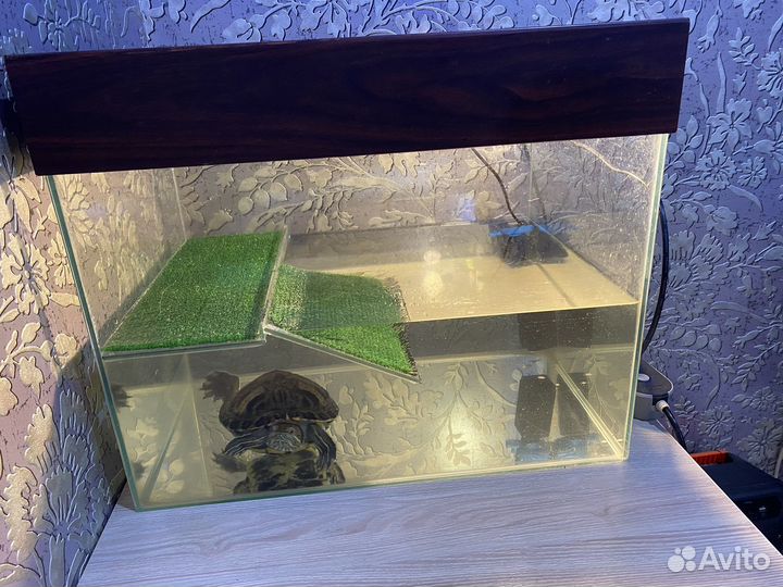 Черепаха с аквариумом