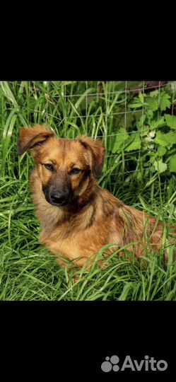 Собаки бесплатно маленькие