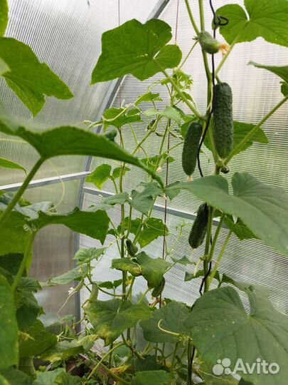 Помидоры свежие домашние