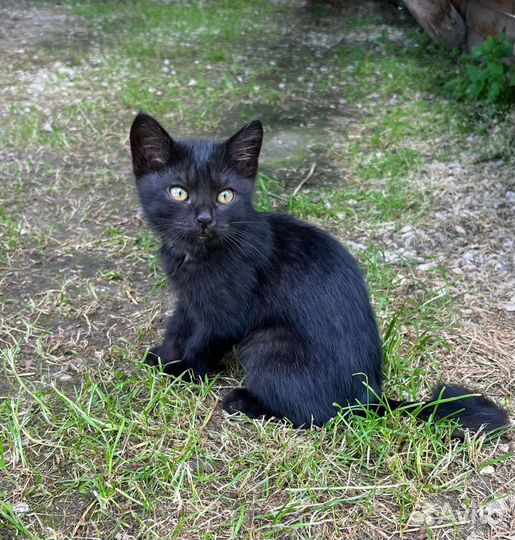 Котята в добрые руки даром бесплатно